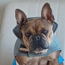 French Bulldogs from Heritage Lane French bulldogs
