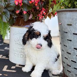 Orange Boy - Black and white male Bernedoodle puppy in Fort Gibson, Oklahoma from Waggle Doodles