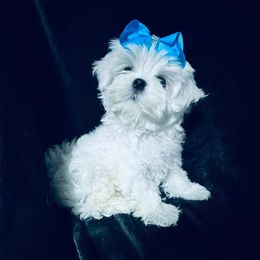 Chumaly Murphy - White male Maltese puppy in Alexandria, Alabama from Lydia's Maltese and Yorkshire Terriers