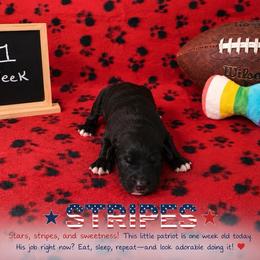 Stripes - Black and white male Sheepadoodle puppy in Glen Rose, Texas from Clevenger’s Sheepadoodle Fur Baby Farm