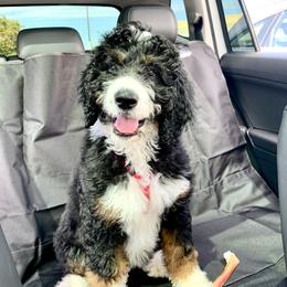 Bernedoodle and Goldendoodle All Grown Up from Dainty Doodle Dogs