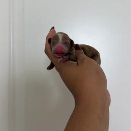 Rosy - Red  female Poodle puppy in Miami, Florida from Poodles 4 Life