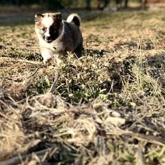 Icelandic Sheepdog Puppies from Hjarta Icelandics