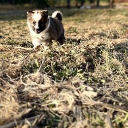 Icelandic Sheepdog Puppies from Hjarta Icelandics