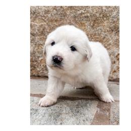 Tsunoda (Sue) - White female Great Pyrenees puppy in San Diego, California from McCarthy Ranchette LLC