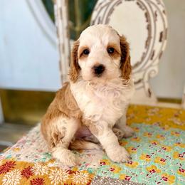 Tuesday 20 lbs - Apricot male Goldendoodle puppy in Mapleton, Utah from Natural Doodle Life