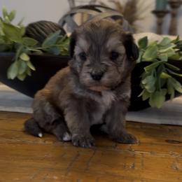 Reese's 2000 Valentines Special - Grizzle female Sheepadoodle puppy in Cartersville, Georgia from Simply Blessed Doodles