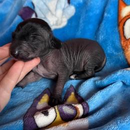 Deadpool - Black white and tan male Xoloitzcuintli puppy in Manitowoc, Wisconsin from Wonderland Kennel