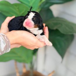Black - Tri-color female Bernedoodle puppy in Charleston, South Carolina from Palm Belle Doodles