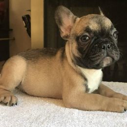 Central Asian Shepherd Dogs and French Bulldogs from Homant's Dogs