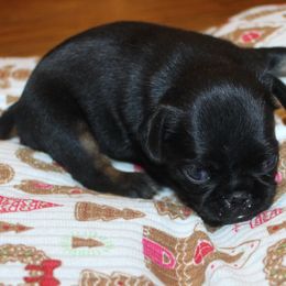 Girl 2 - Black and tan female Brussels Griffon puppy in Huntsville, Alabama from Tammy's Brussels