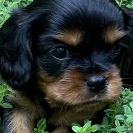Cavalier King Charles Spaniels from BeSo Cavaliers & BeSo de Chocolate Cavaliers
