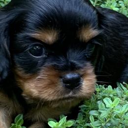 Cavalier King Charles Spaniels from BeSo Cavaliers & BeSo de Chocolate Cavaliers