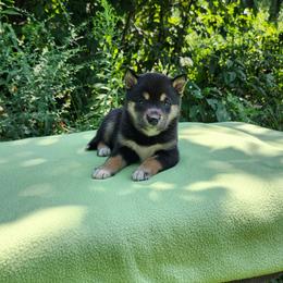 Susie - Black and tan female Shiba Inu puppy in Illinois from Precious-Puppies