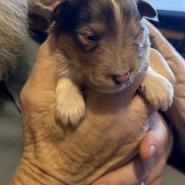 Irish Bob - Sable and white male Shetland Sheepdog puppy in New Waterford, Ohio from Georgina's Shetland Sheepdog
