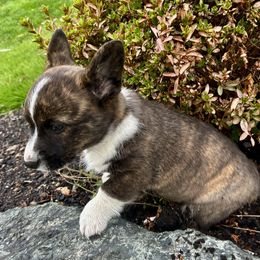 American Corgi Puppies from Patriot American Corgi