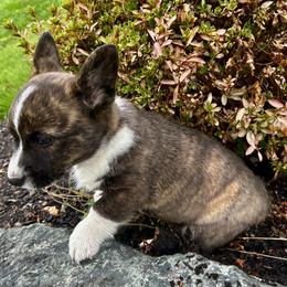 American Corgi Puppies from Patriot American Corgi
