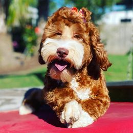 Rouge - Australian Labradoodle