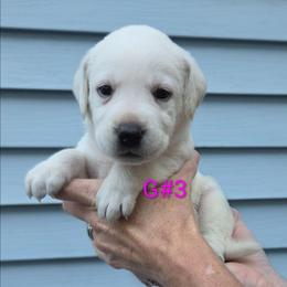 April - Yellow female Labrador Retriever puppy in Middleburg, Pennsylvania from Countrylanes labs