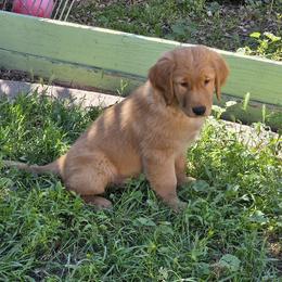 Golden Retriever Puppies from Sonoran Golden Retrievers
