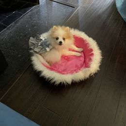 Pomeranian Puppies from ARC Kennels