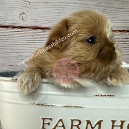 Shih Tzu Puppies from Shurbeez Shih Tzu