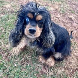 Wednesday - Cocker Spaniel