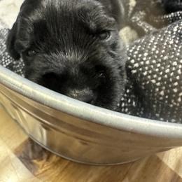 Miniature Schnauzer Puppies from Stevens Mini Schnauzers