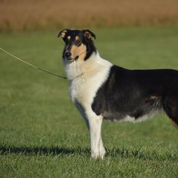 Daisy/Millie - Collie