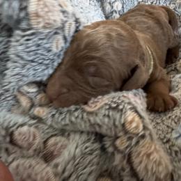 Green collar boy - Apricot male Poodle puppy in Riverside, California from Riverside red poodles