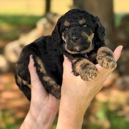 Kit - Phantom Poodle puppy in Bellville, Ohio from Cedar Ridge Standard Poodles