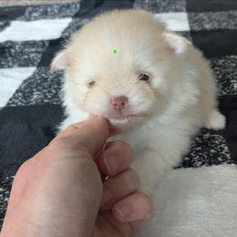 Pine-Green - Cream male Pomeranian puppy in Westphalia, Kansas from Prairie Ridge Kennel