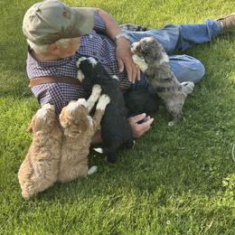 Bernedoodle Puppies from Yellowstone Breeders