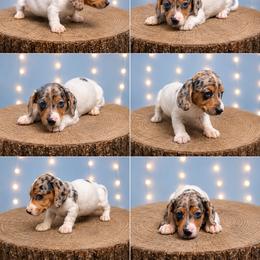 Daisy AKC FEMALE - Dapple female Dachshund puppy in Glen St Mary, Florida from Little Pawz, LLC