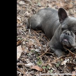 French Bulldog puppies from Royal Destiny Kennels