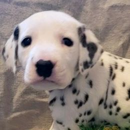 Dalmatian Puppies from Mid-Michigan Dalmatians