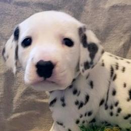 Dalmatian Puppies from Mid-Michigan Dalmatians