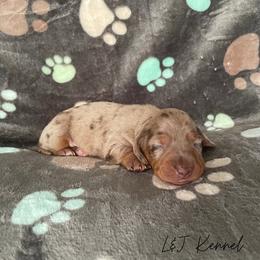 Dachshund Puppies from L & J Kennel