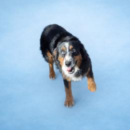 Gambler - Black tri male Miniature Australian Shepherd puppy in Oronogo, Missouri from Dutton's Show Me Farms