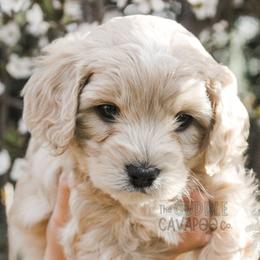 Cavapoo Puppies from The Cuddle Cavapoo Co.