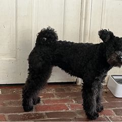 Nashi - Pumi