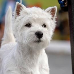 West Highland White Terriers from Bred with H.E.A.R.T.