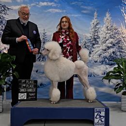 Fancy - Poodle