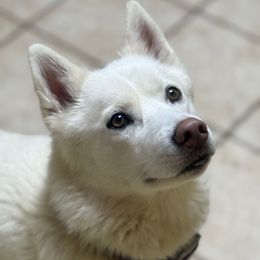 Yaretzi - Native American Indian Dog