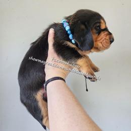 Blue collar - Black tan and white male Basset Hound puppy in Alton, Illinois from Show Me Great Danes and Basset Hounds