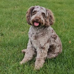 Ruby - Aussiedoodle