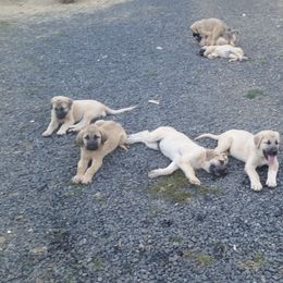 Anatolian Shepherd Dog Puppies from Thakeb Anatolian Shepherd