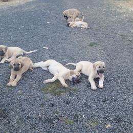 Anatolian Shepherd Dog Puppies from Thakeb Anatolian Shepherd