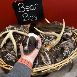 German Shorthaired Pointer Puppies from Ellis kennels