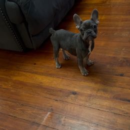 JR - Blue fawn male French Bulldog puppy in Reading, Pennsylvania from Lomi Kennel